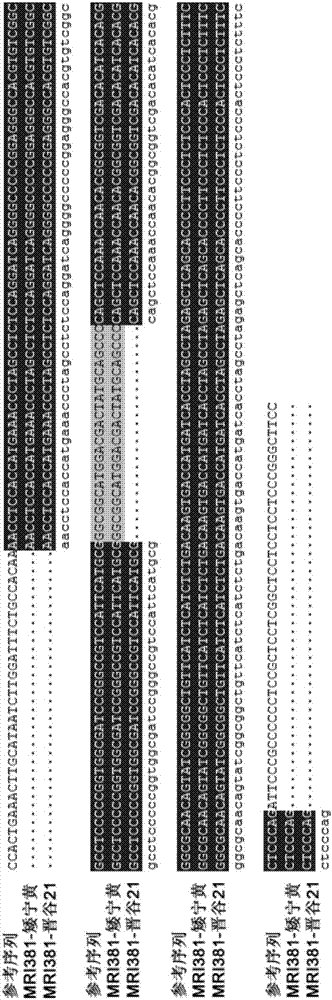 Molecular marker closely linked with millet tillering character, primer and application