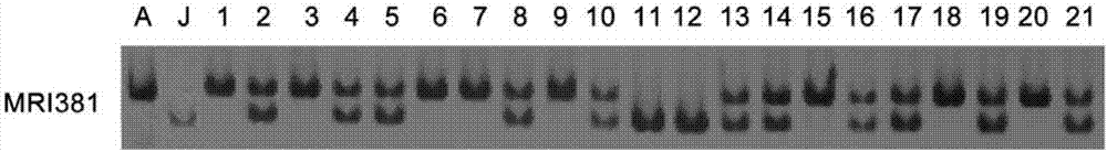 Molecular marker closely linked with millet tillering character, primer and application