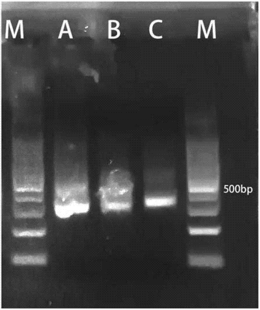 PCR-Sort-PCR library enriching method applicable to high-throughput sequencing