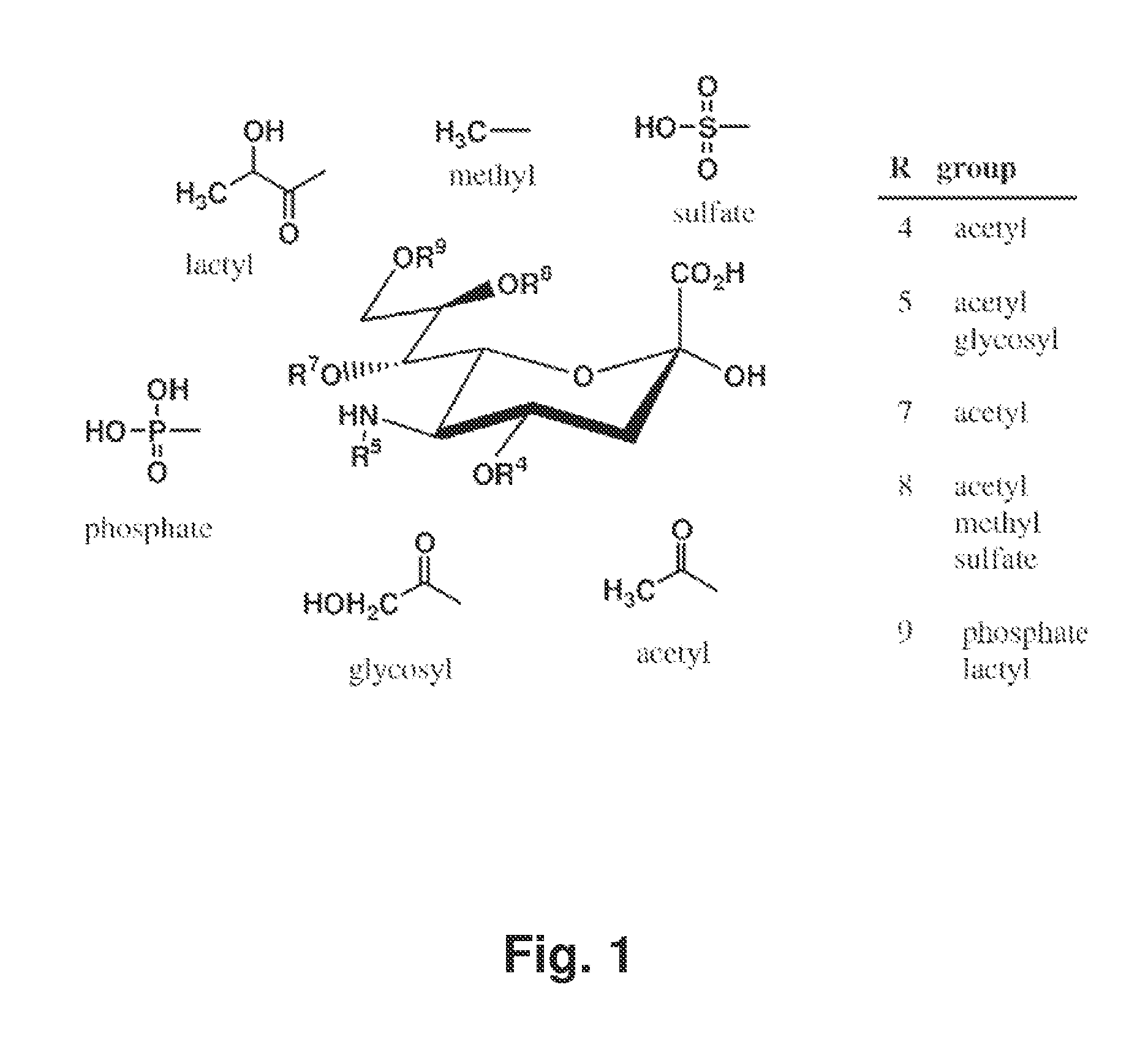 Maternal sialic acid supplementation