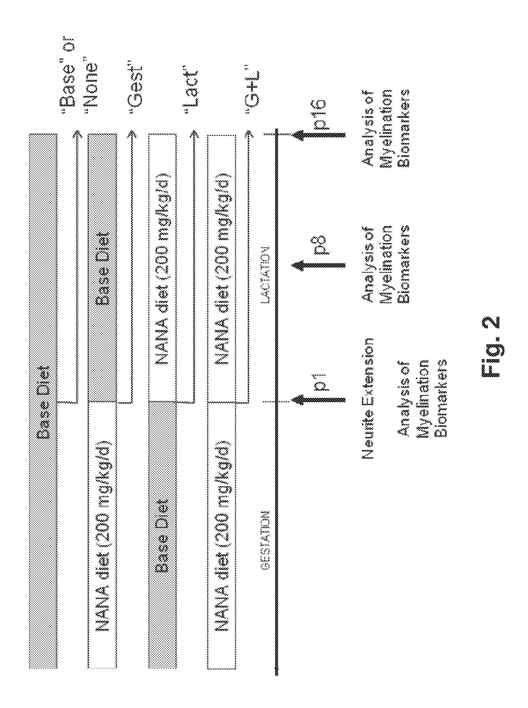 Maternal sialic acid supplementation