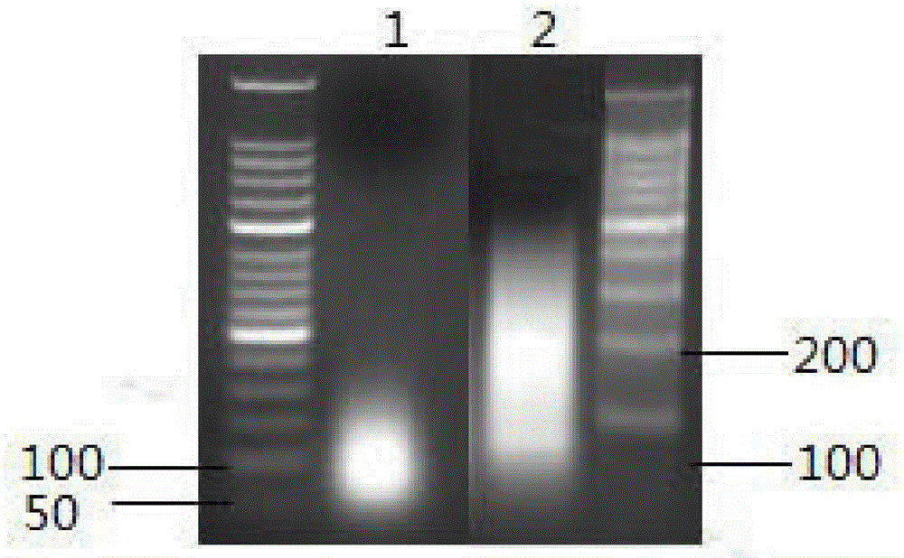 Construction method of RNA methylation sequencing library