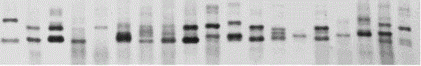 Camellia oleifera ssr molecular marker