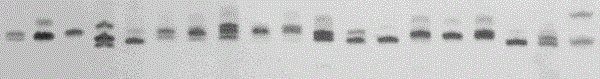 Camellia oleifera ssr molecular marker