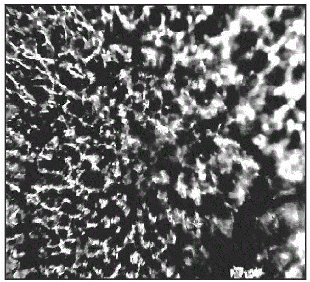 Preparation method for porous biomimetic catalytic material and application thereof