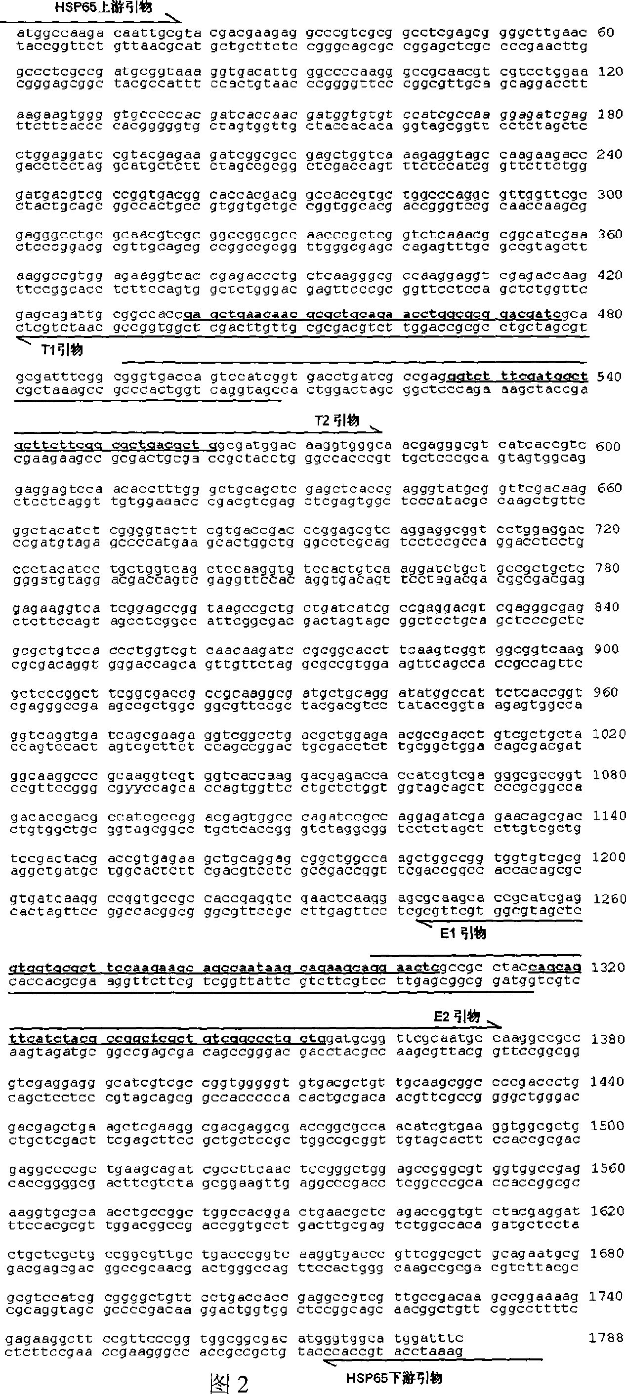 Tuberculosis gene vaccine assembled by chitosan delivery system and preparation method and use thereof