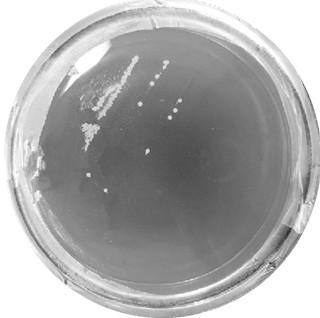 Rhizobium YZLH133 and application thereof