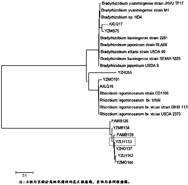 Rhizobium YZLH133 and application thereof