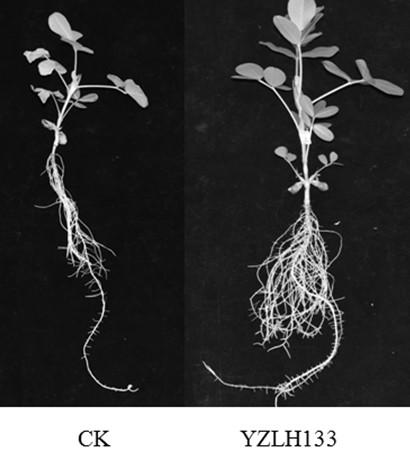 Rhizobium YZLH133 and application thereof