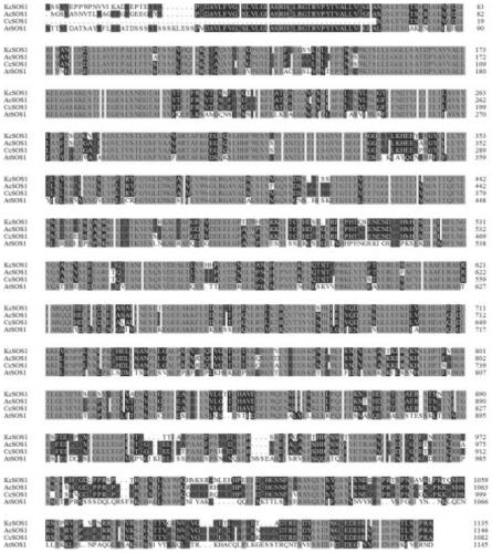 Karelinia caspica(Pall.)Less. plasma membrane Na+/H+ reversal transport protein and encoding gent and application thereof