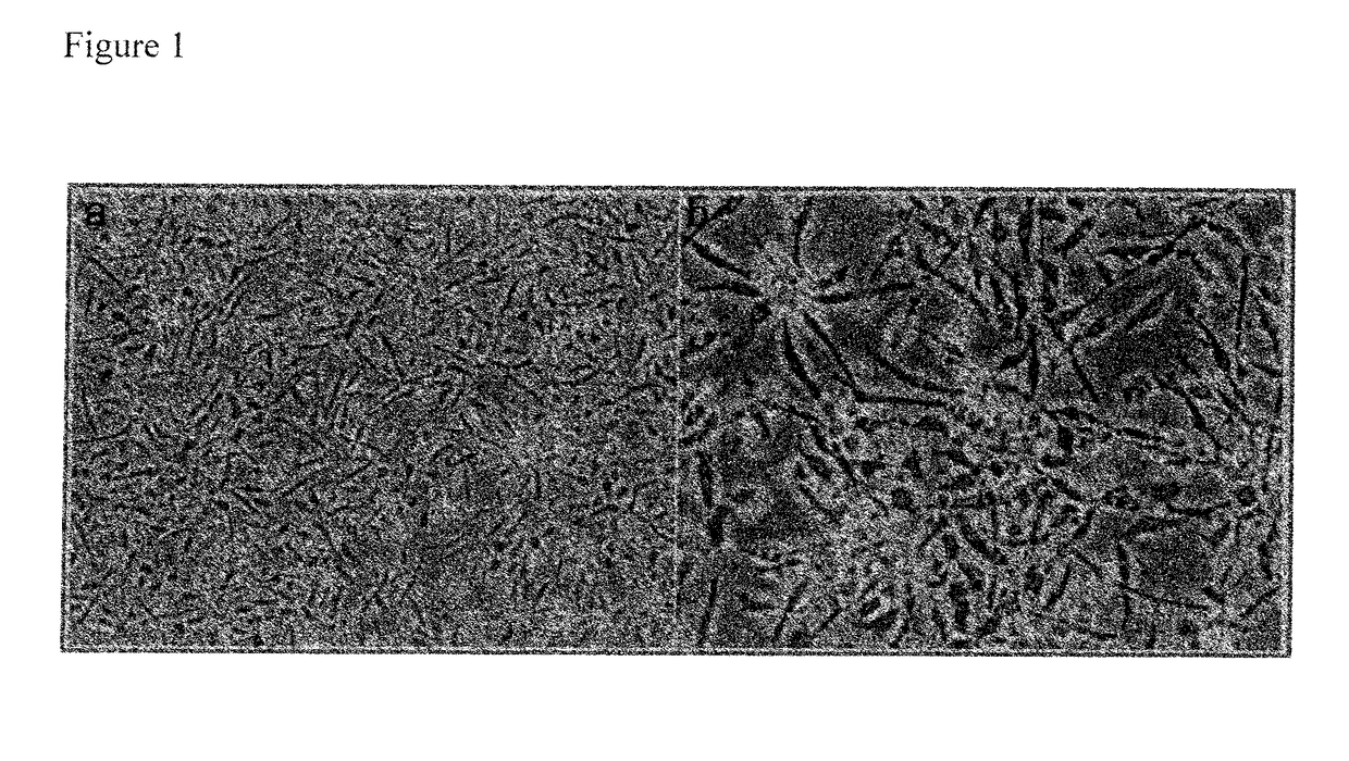 Pericyte progenitors from peripheral blood