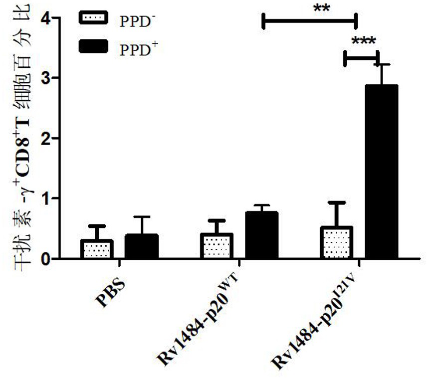 Inha-derived anti-tuberculosis ctl epitope peptide and its application