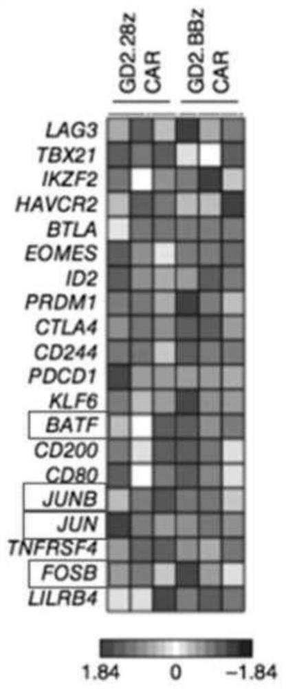 Compositions and methods for inhibiting T cell exhaustion