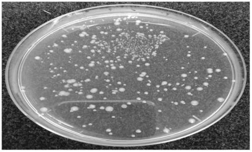 Method for forming strong antibacterial layer on surface of polylactic acid