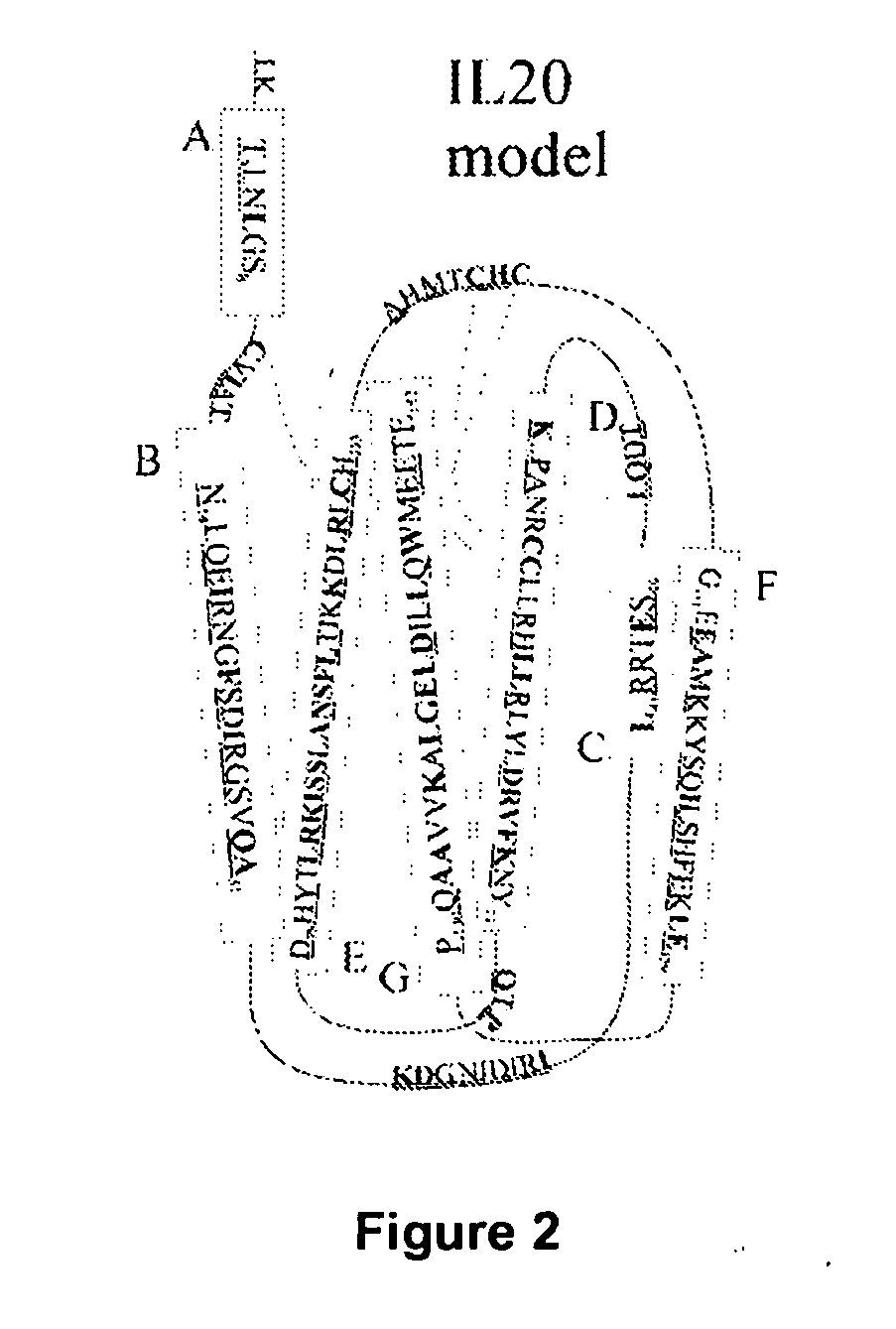 Anti-Human Interleukin-20 Antibodies