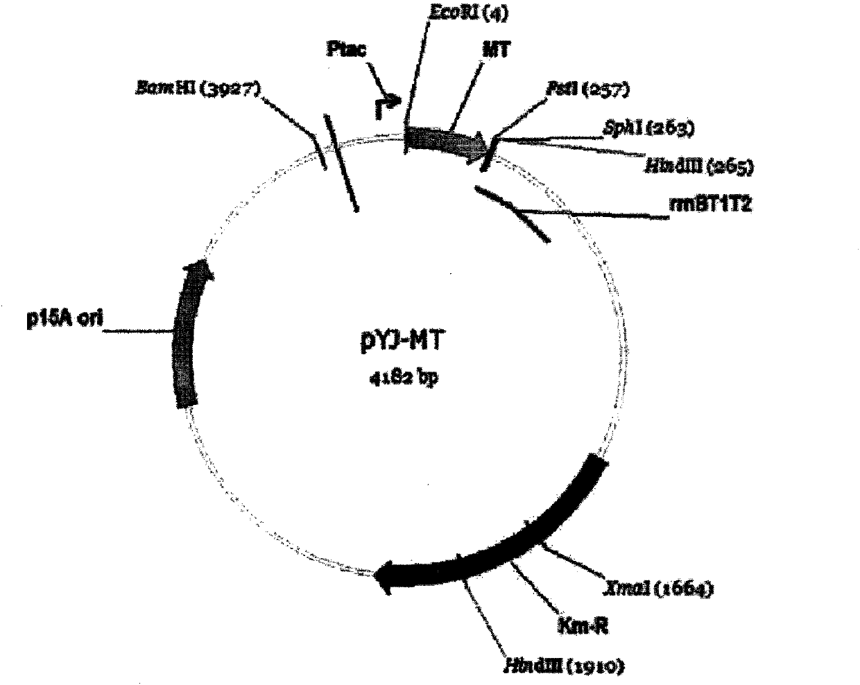 Method for producing metal nanoparticles and metallic sulfide nanoparticles using recombinant microorganisms