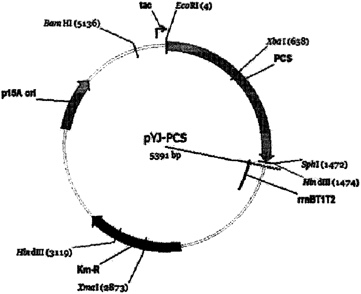 Method for producing metal nanoparticles and metallic sulfide nanoparticles using recombinant microorganisms