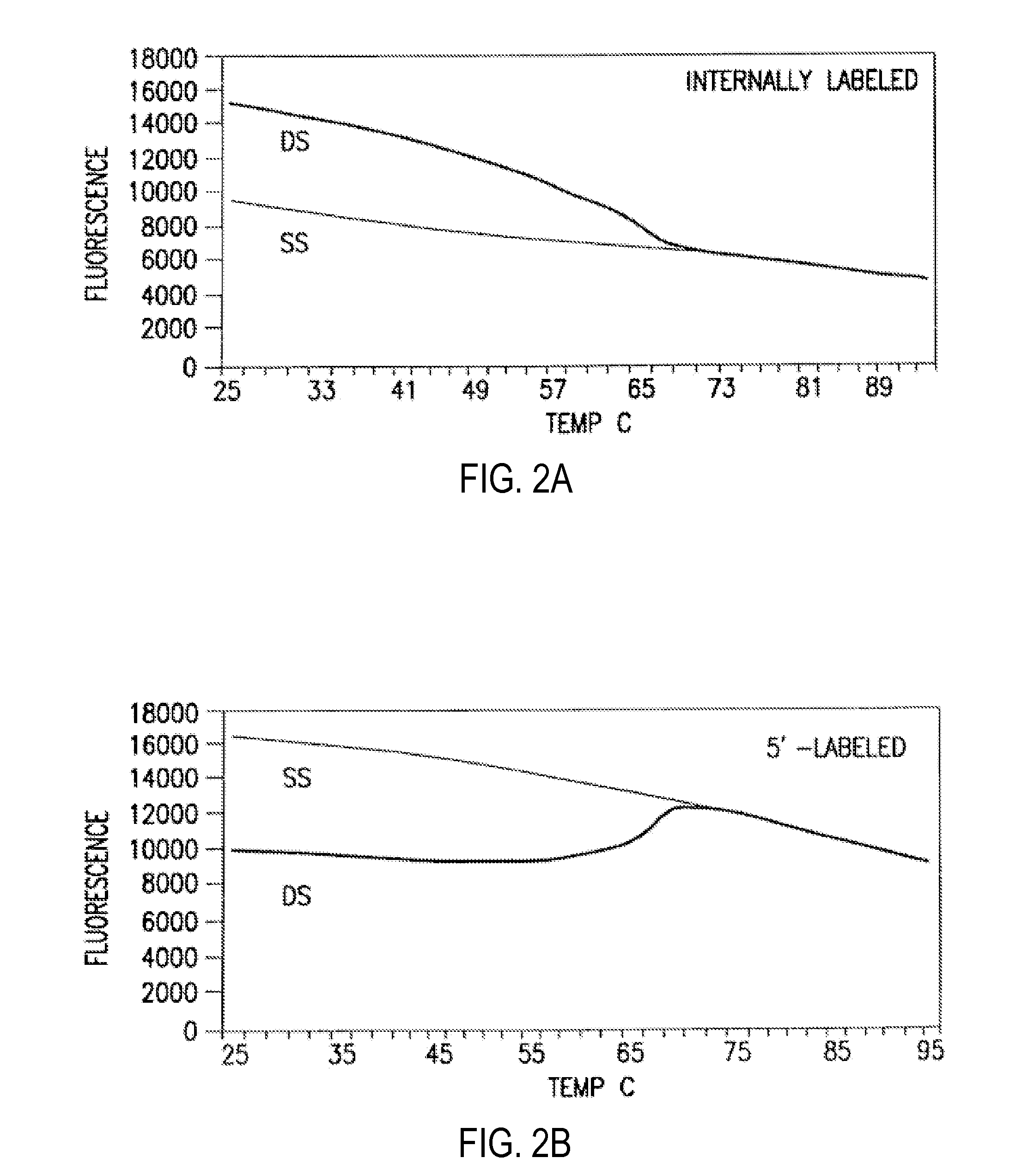 Primers and methods for the detection and discrimination of nucleic acids