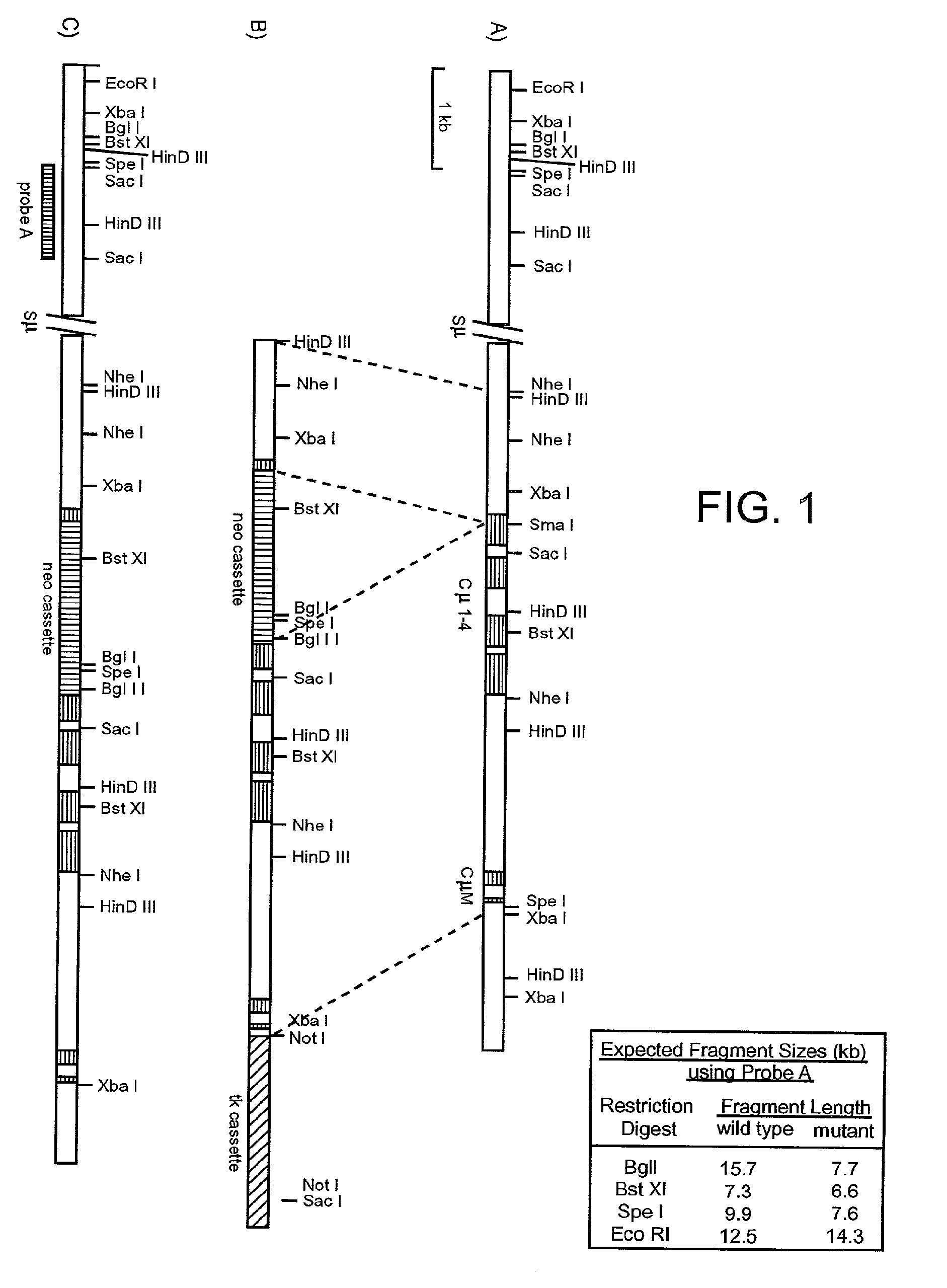 Human CTLA-4 Antibodies and Their Uses