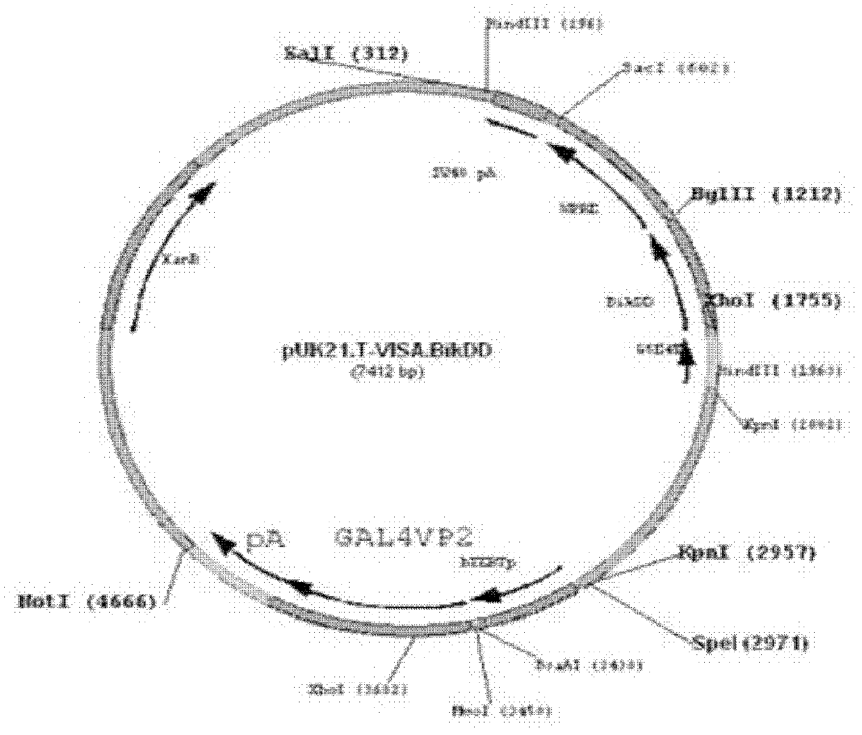 Medicine for eliminating breast cancer cells with high efficiency and high specificity