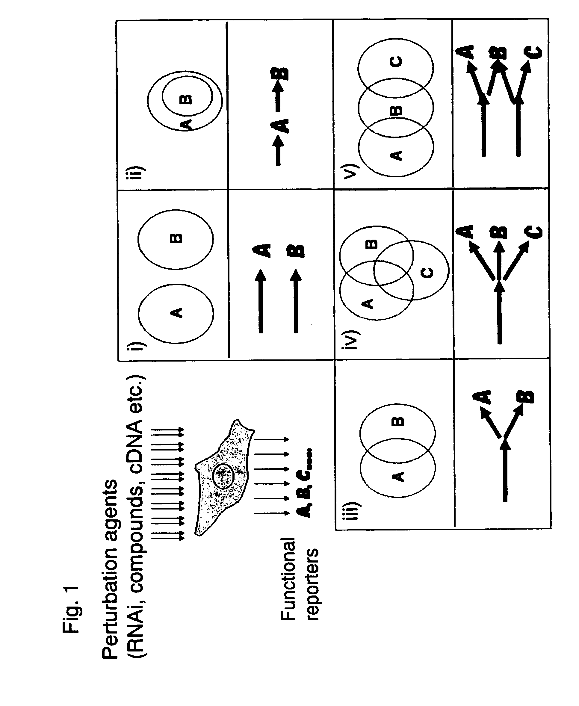 Methods and systems for analyzing a network of biological functions