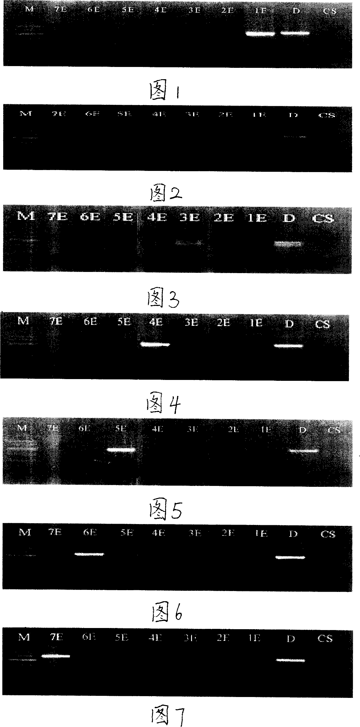 Long spike twitch-grass E chromosomal RGA SCAR specific molecular label and application thereof