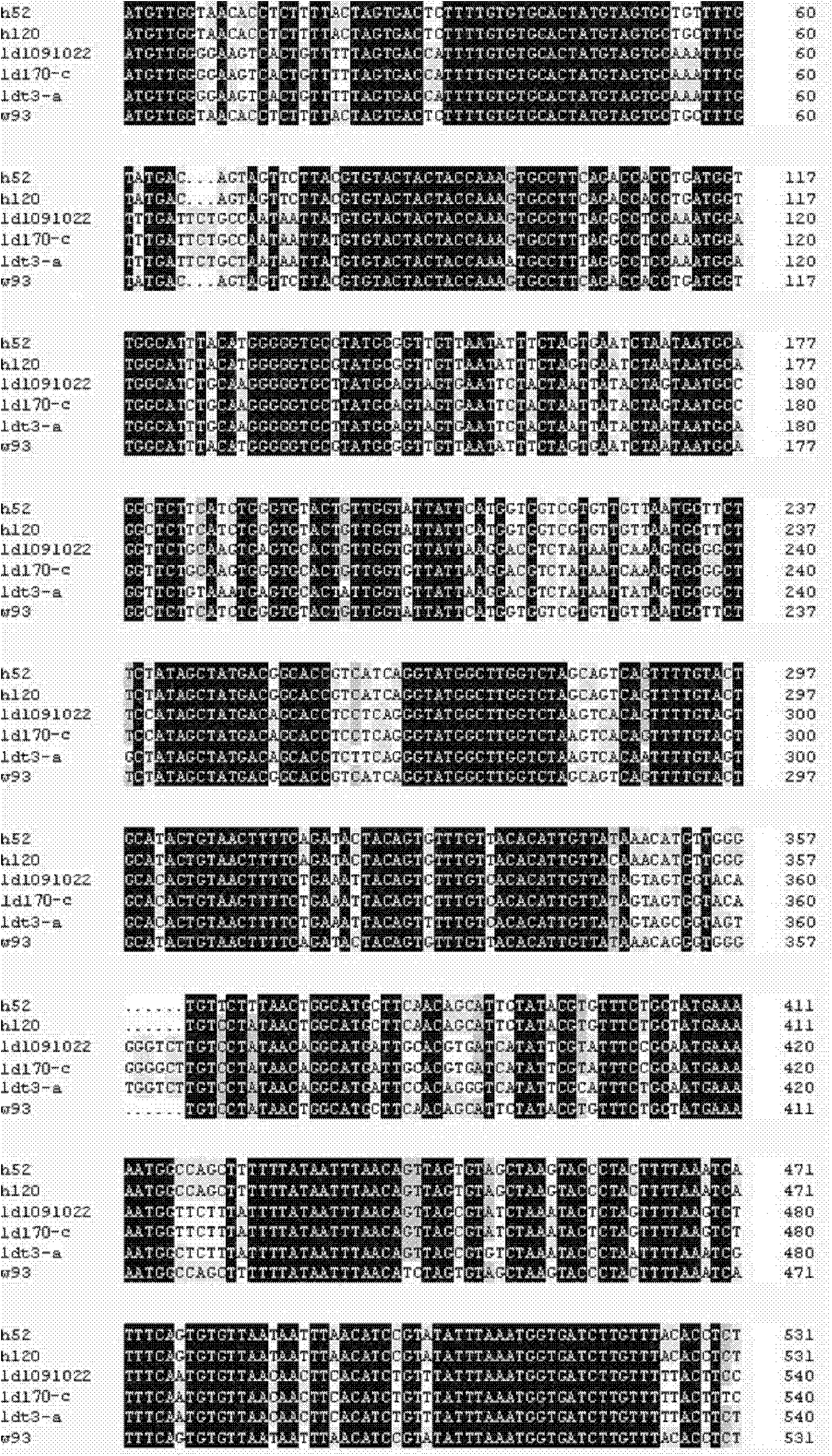 Avian infectious bronchitis cold adaptation attenuated vaccine strain and application thereof