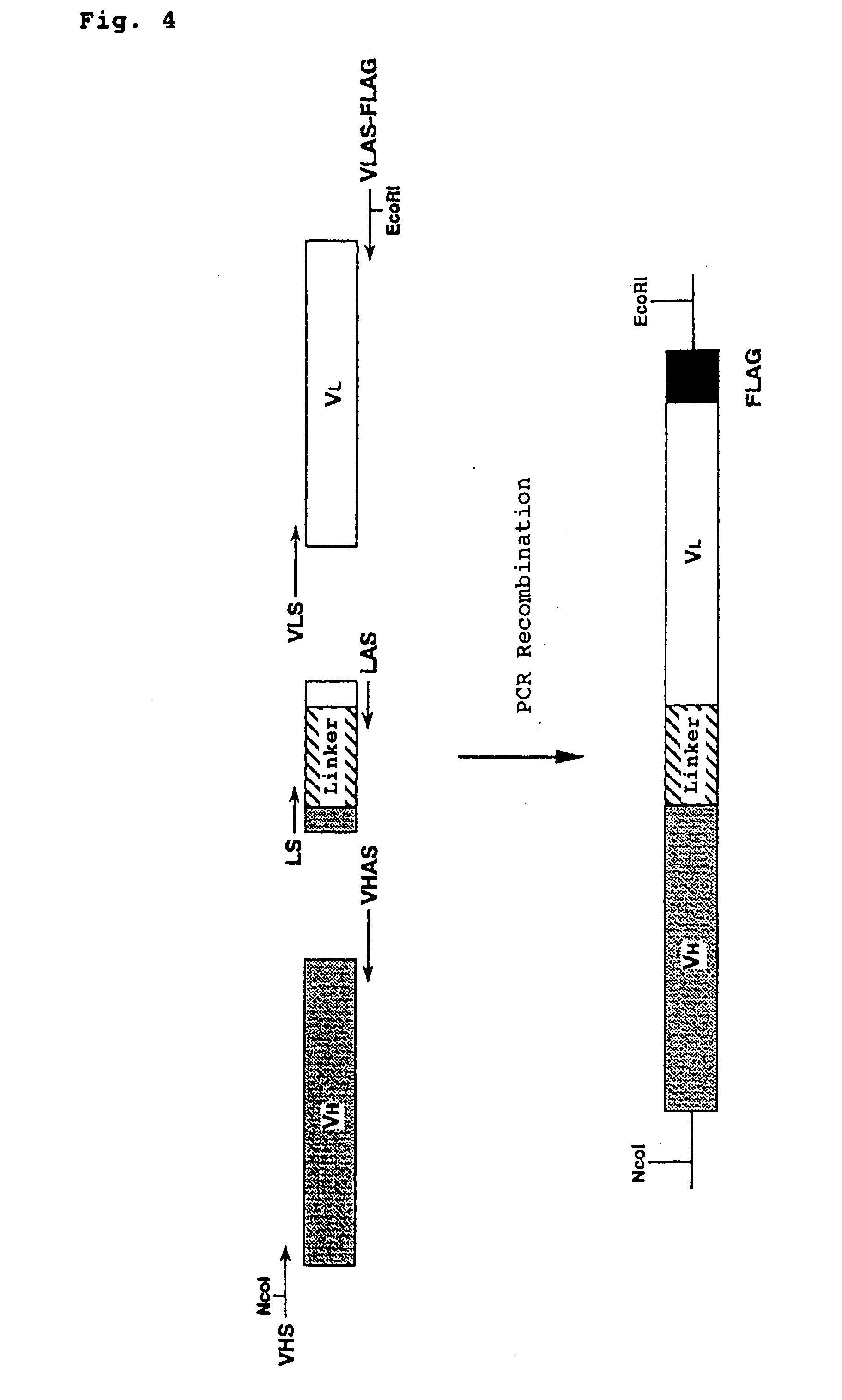 Polypeptide inducing apoptosis