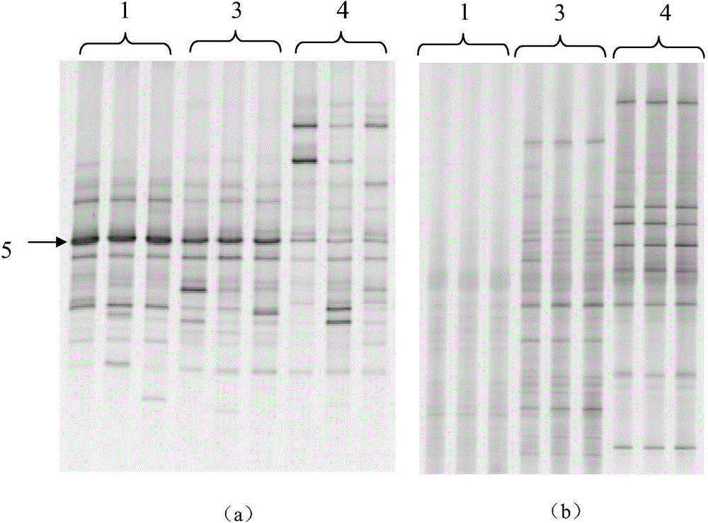 Quick sterilization method of banana wilt soil-borne pathogenic bacteria