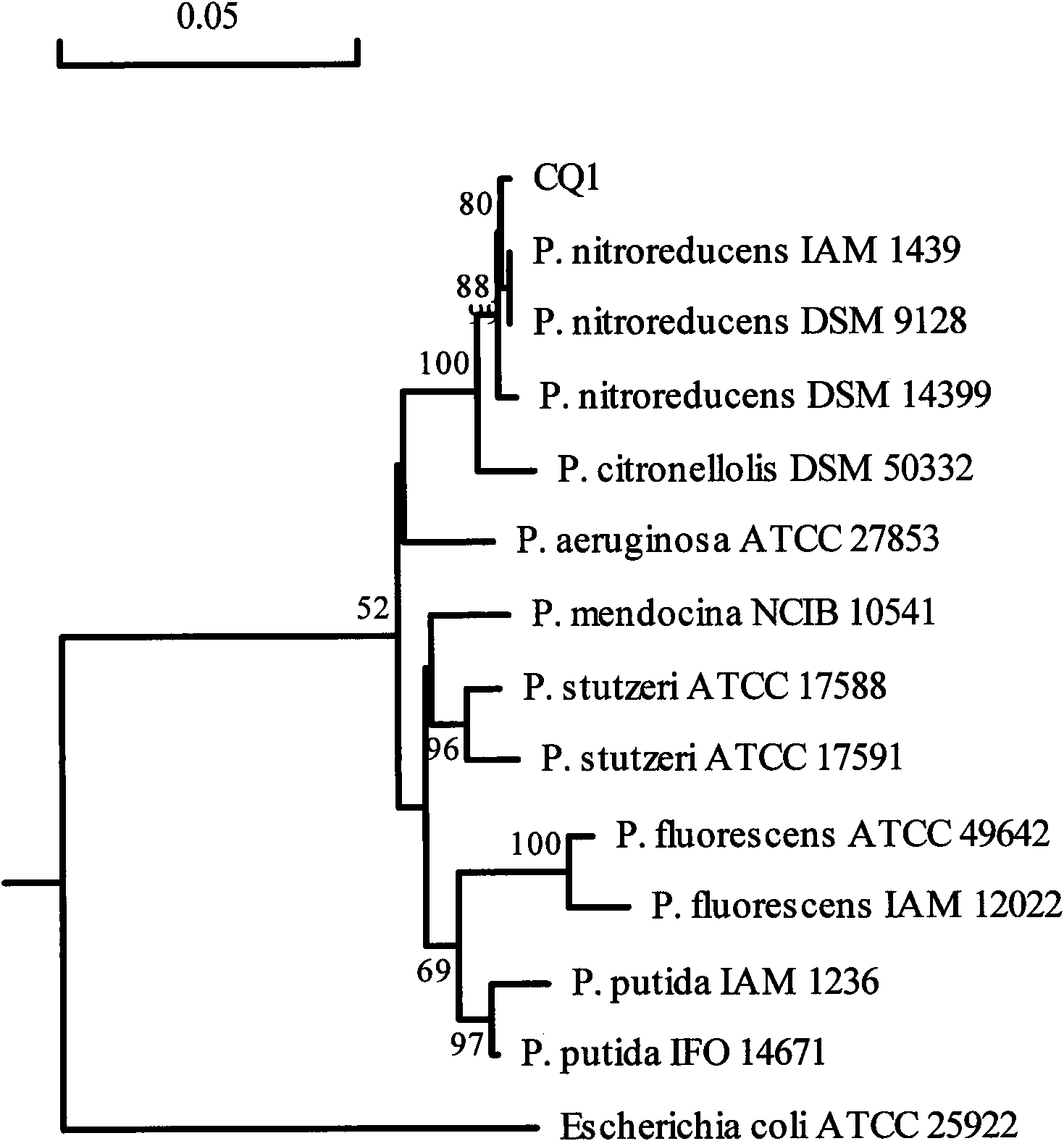 Pseudomonas nitroreducens and application thereof