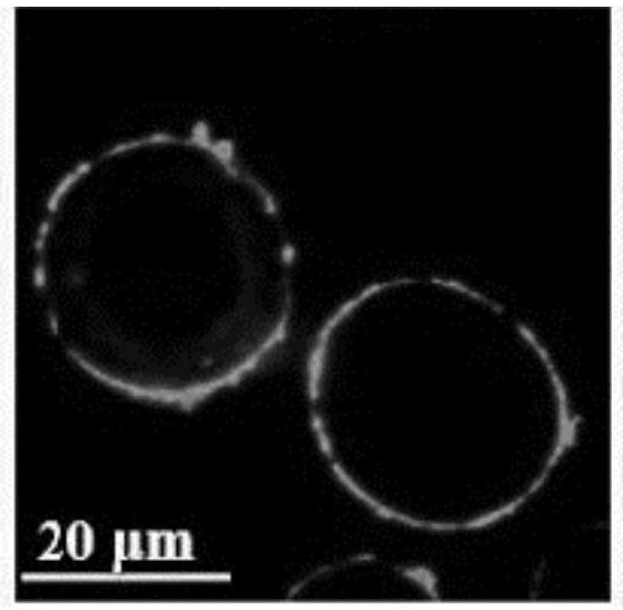 Transition metal oxide nanoprobe, preparation method and application