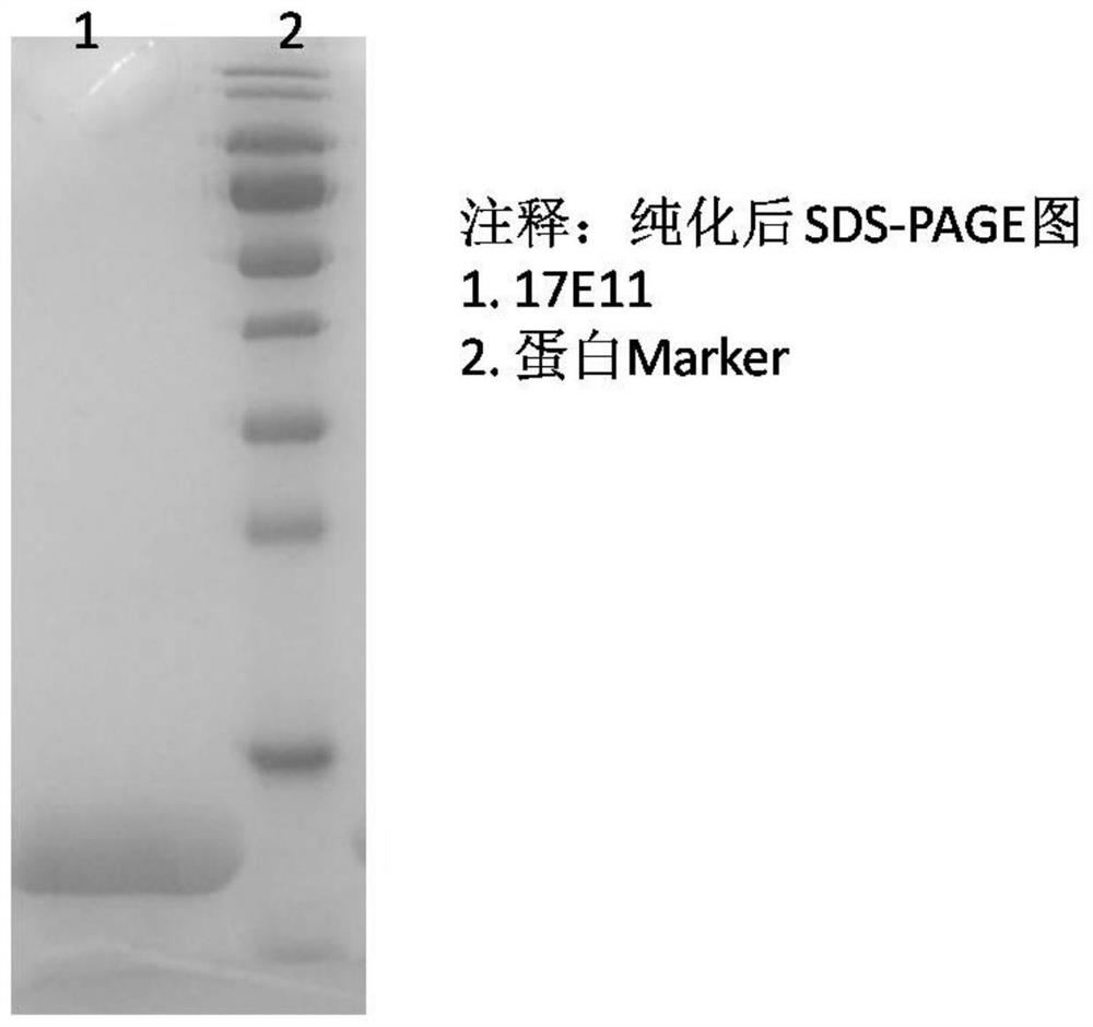 Protein sequence 17e11 and its use