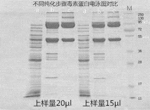 Method for producing tetanus toxoid raw liquid through chromatography purification method