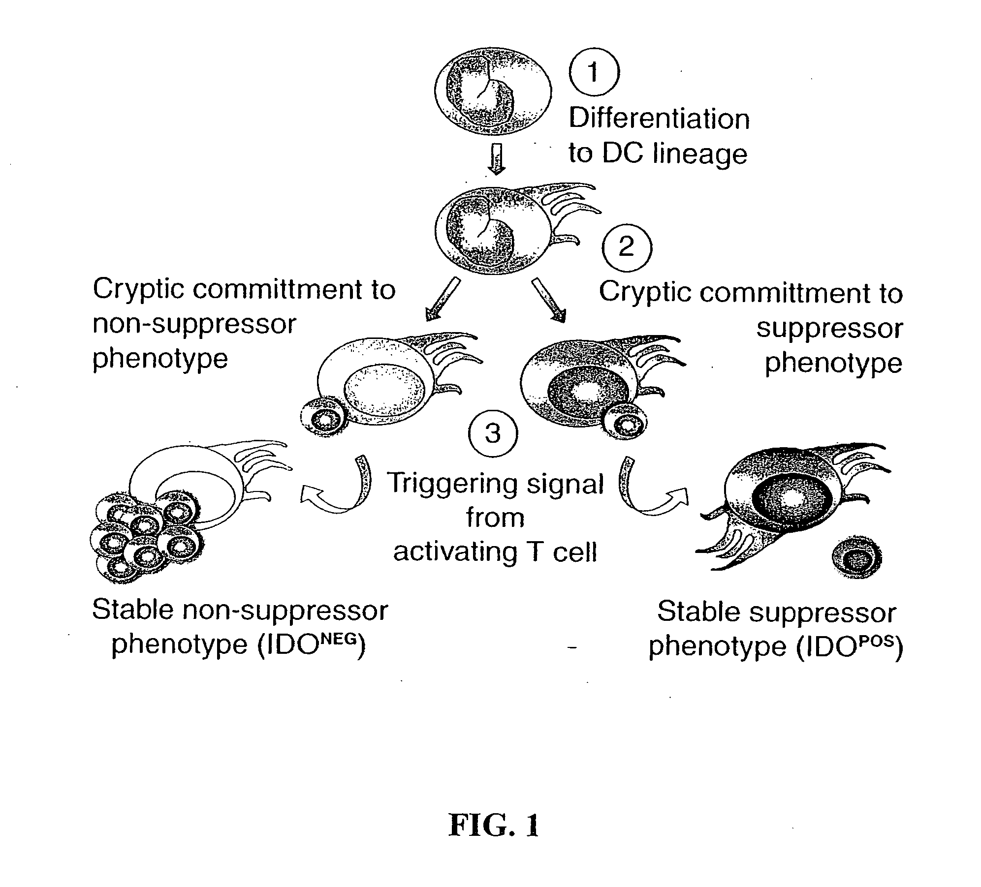 Antigen-presenting cell populations and their use as reagents for enhancing or reducing immune tolerance