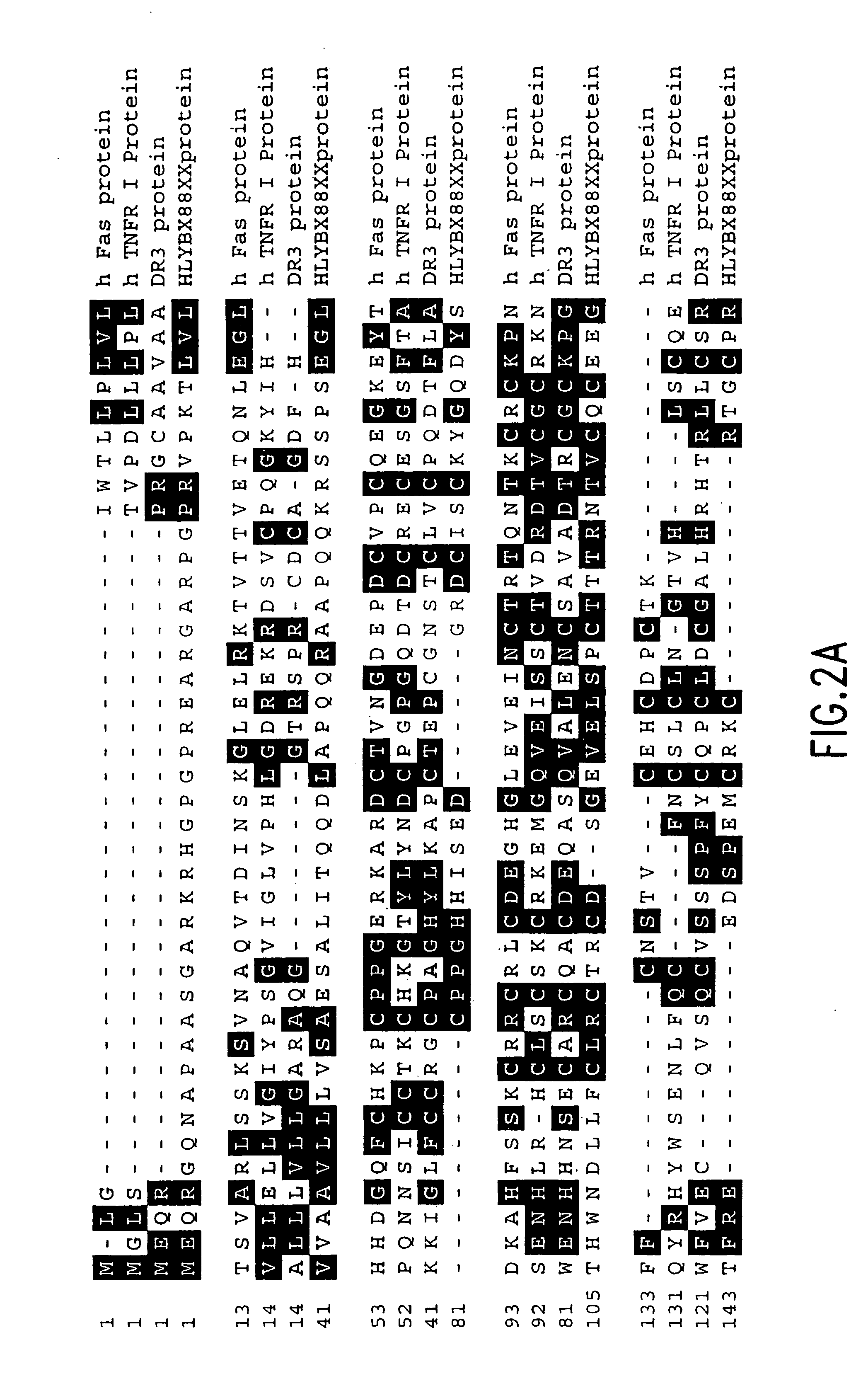 Death domain containing receptor 5