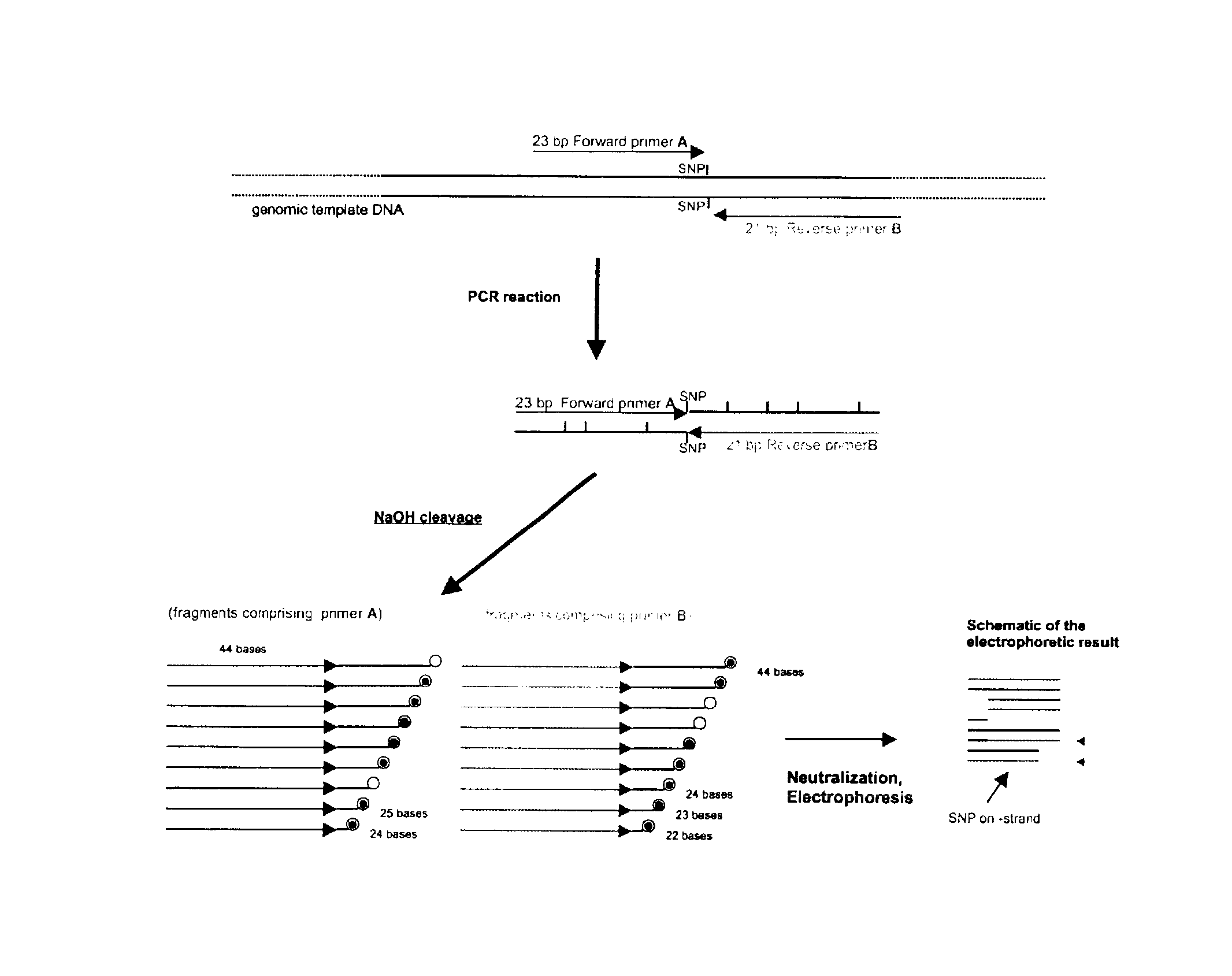 Dye-labeled ribonucleotide triphosphates