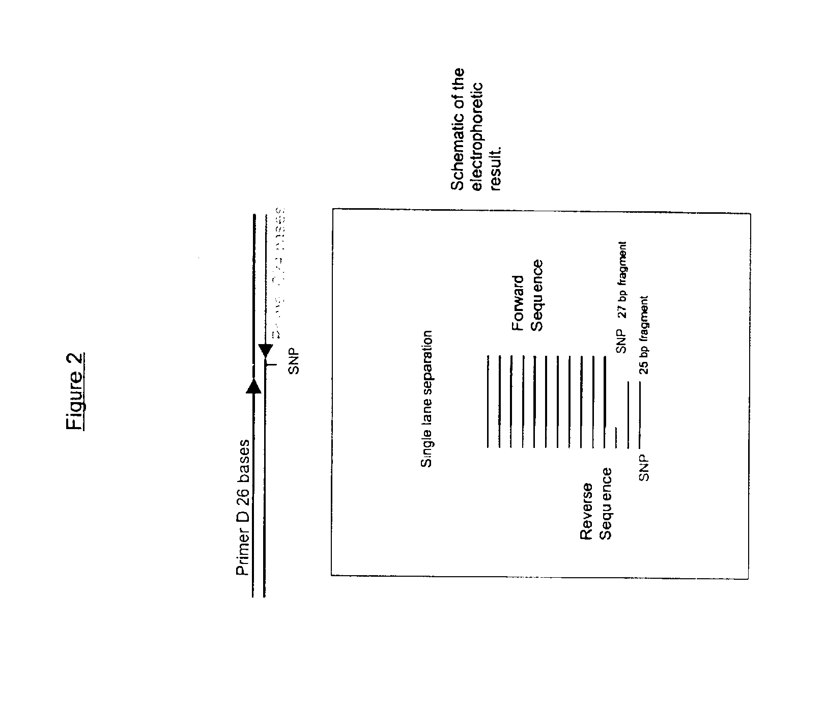 Dye-labeled ribonucleotide triphosphates