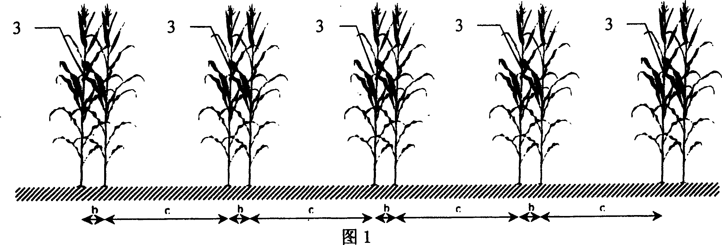 Fallow crop rotation, wind-proofing and moisture-preserving method for cultivating corn