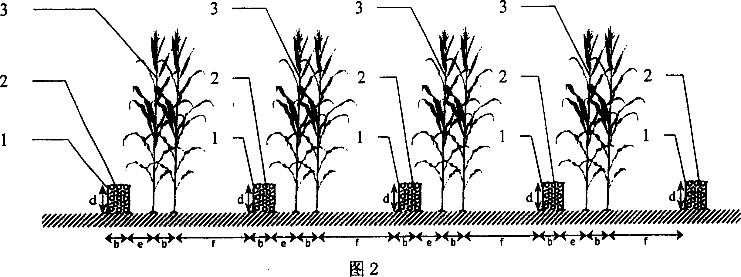 Fallow crop rotation, wind-proofing and moisture-preserving method for cultivating corn