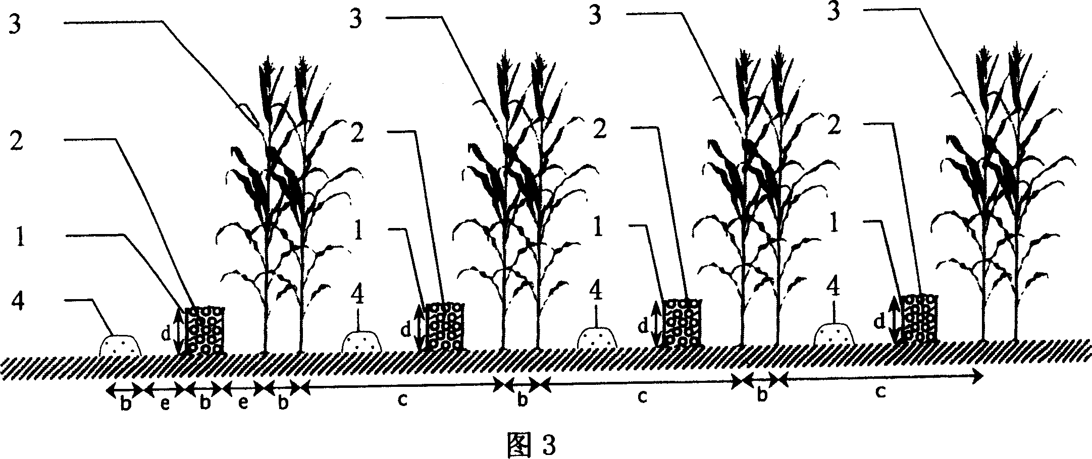 Fallow crop rotation, wind-proofing and moisture-preserving method for cultivating corn