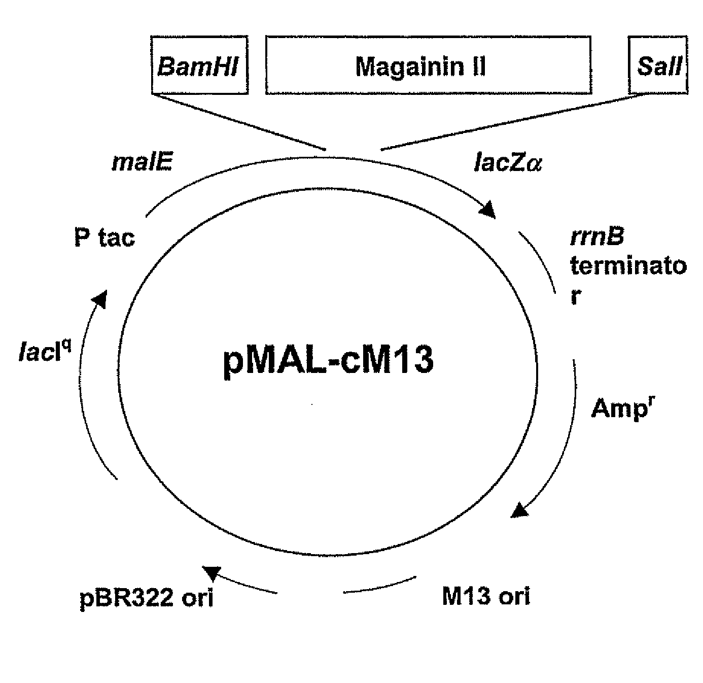 Methods and Compositions for Increasing Membrane Permeability