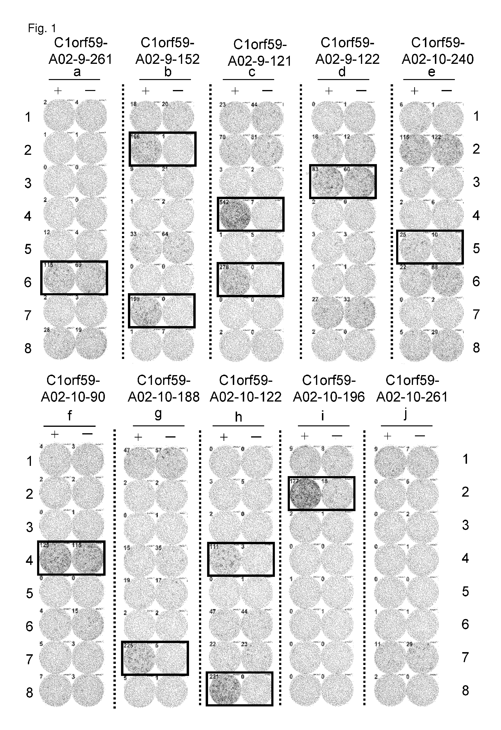 C1ORF59 peptides and vaccines including the same