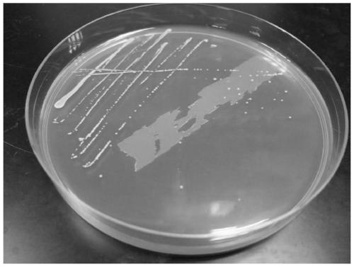 Bifidobacterium pseudocatenulatum CCFM1048, composition, fermented food, application and bacterial agent of bifidobacterium pseudocatenulatum CCFM1048 and preparation method of bacterial agent of bifidobacterium pseudocatenulatum CCFM1048