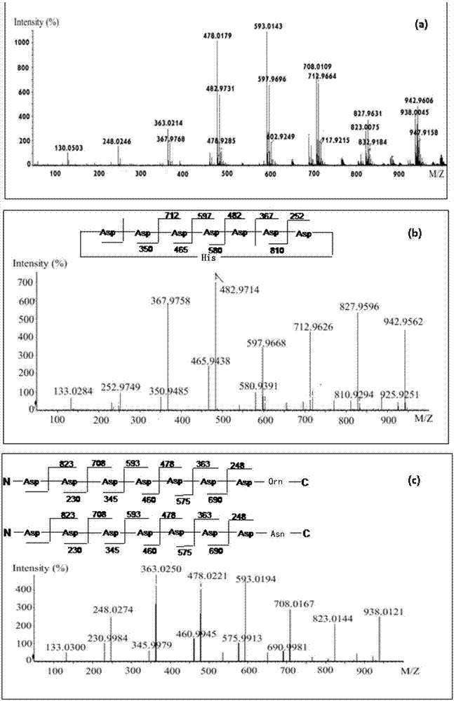 Short peptide, application thereof and antibacterial composition obtained from short peptide