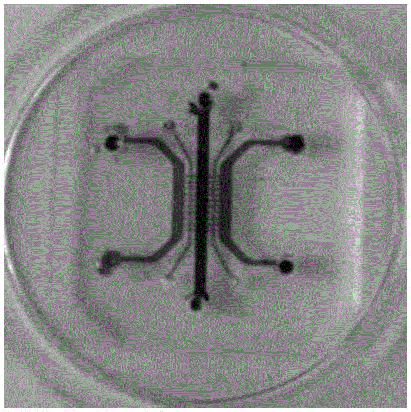 Cell bidirectional invasion monitoring method based on micro-fluidic chip