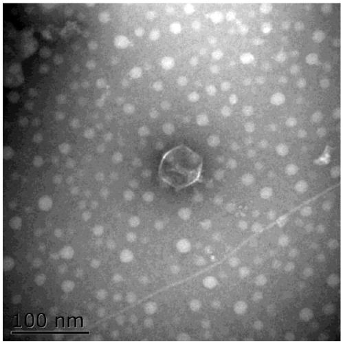 Vibrio mimicus phage QY-1 with variety-crossing cracking characteristic, preparation method and application thereof