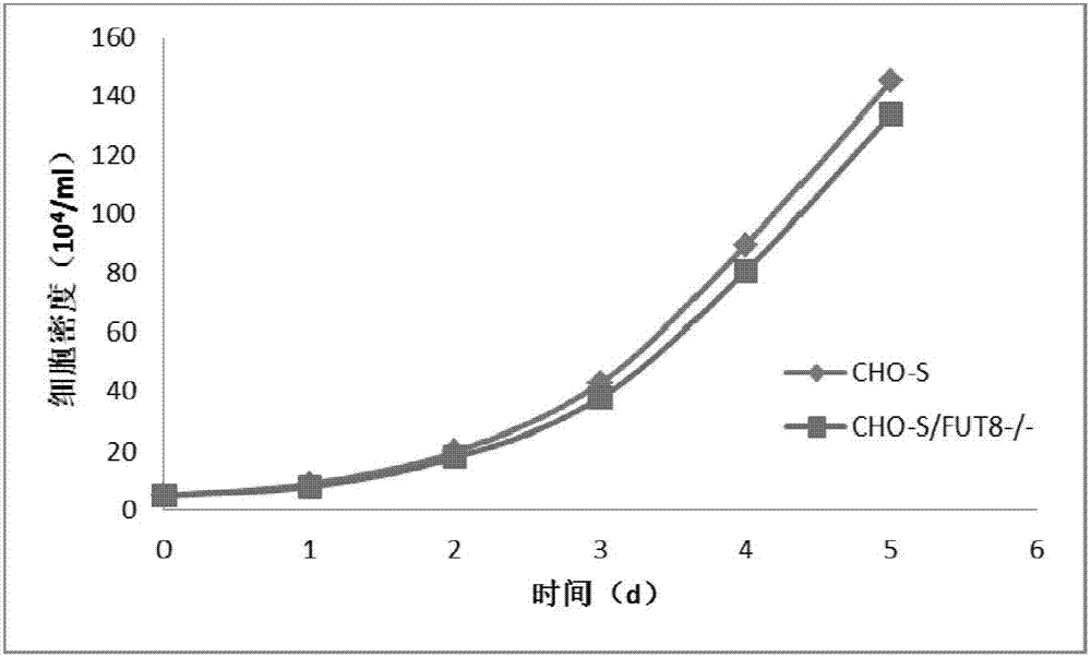 Kit for knocking out FUT8 (alpha-1,6-fucosyltrasnferase 8) and DHFR (dihydrofolate reductase) genes in Chinese hamster ovary cells