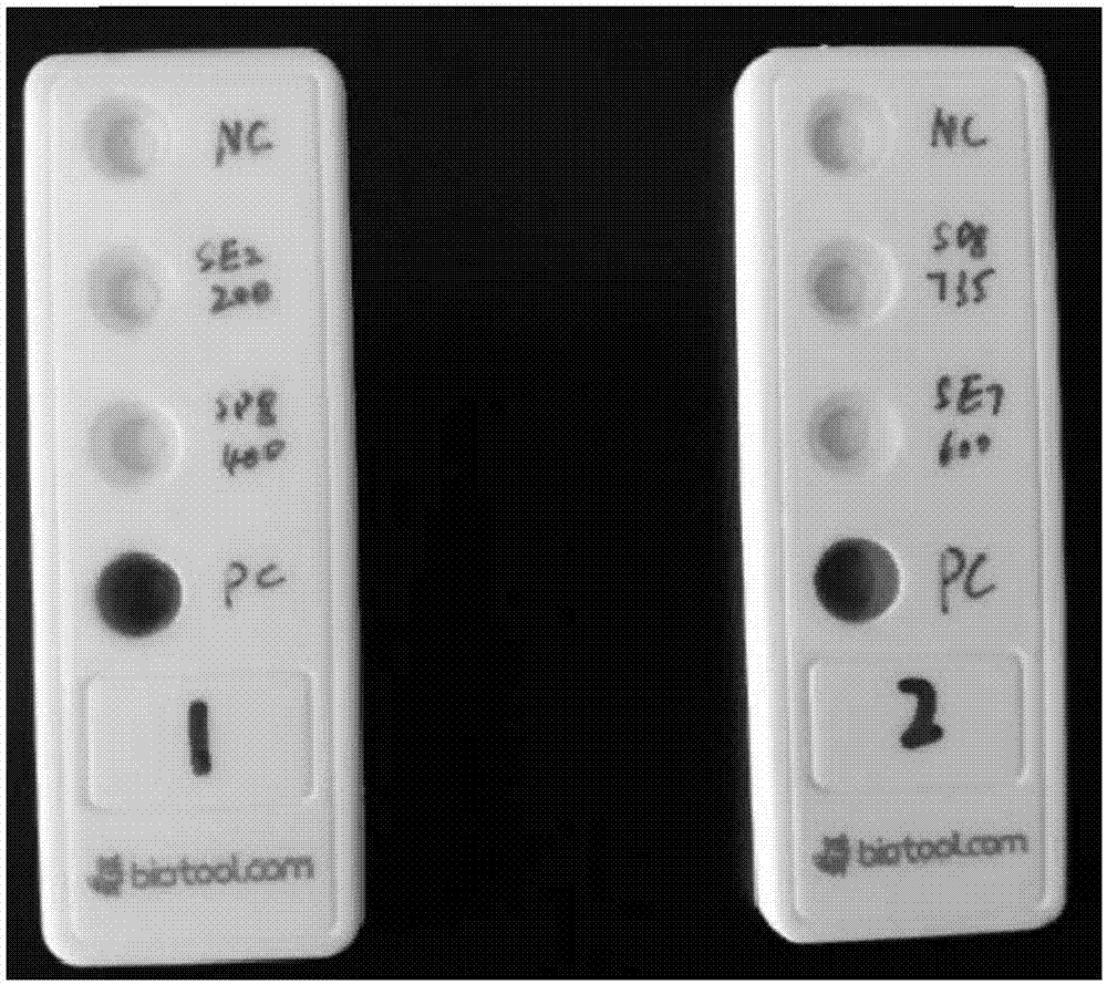 Kit for knocking out FUT8 (alpha-1,6-fucosyltrasnferase 8) and DHFR (dihydrofolate reductase) genes in Chinese hamster ovary cells