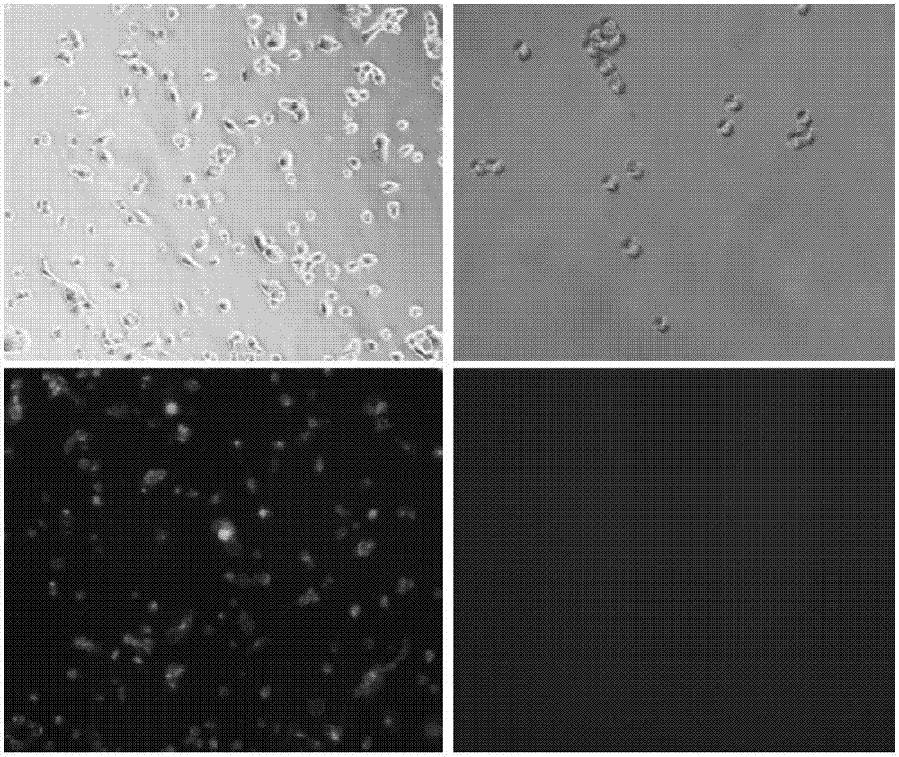 Kit for knocking out FUT8 (alpha-1,6-fucosyltrasnferase 8) and DHFR (dihydrofolate reductase) genes in Chinese hamster ovary cells