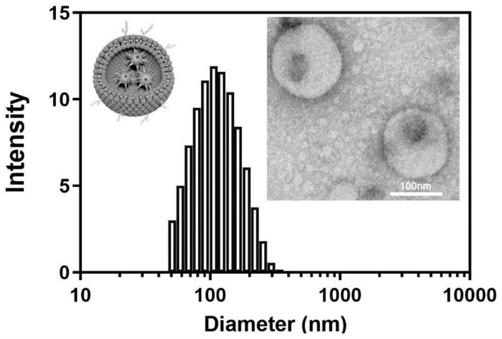 Bionic cell membrane nanoparticle as well as preparation method and application thereof